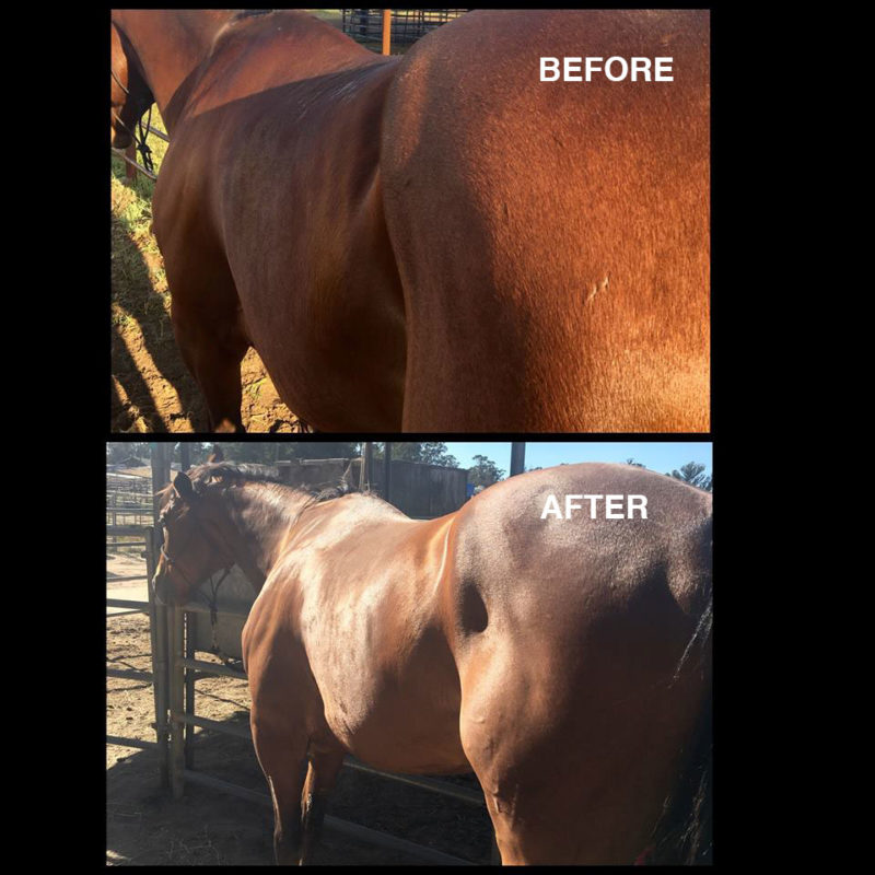 Our Feed Supplement Works. Read Our Reviews FORCO