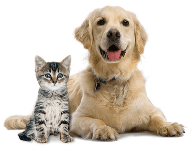Dog and Kitten on FORCO Digestive Supplement